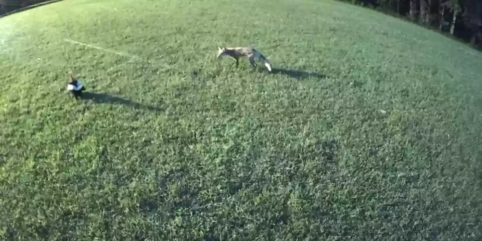 un renard attaque une mouffette