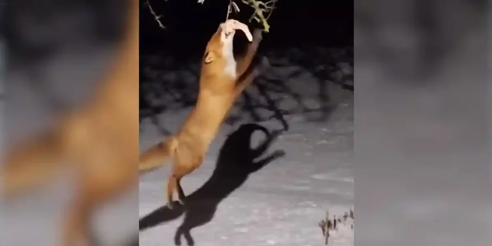 un renard attrape une boule de graisse