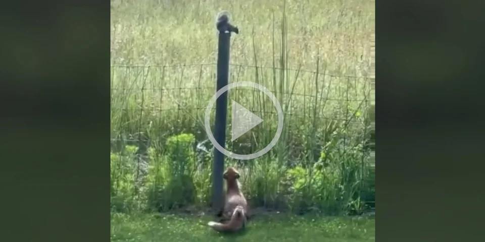 [Vidéo] Un écureuil donne bien du fil à retordre à un renard qui essaie de l’attraper