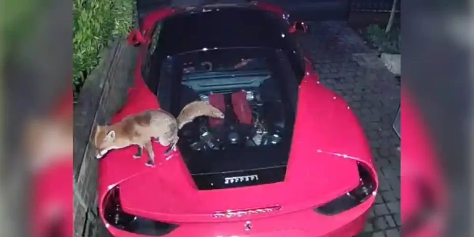 un renard défèque sur une Ferrari