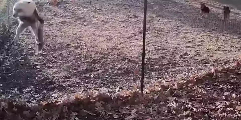 Un renard obligé de prendre la fuite devant deux chiens