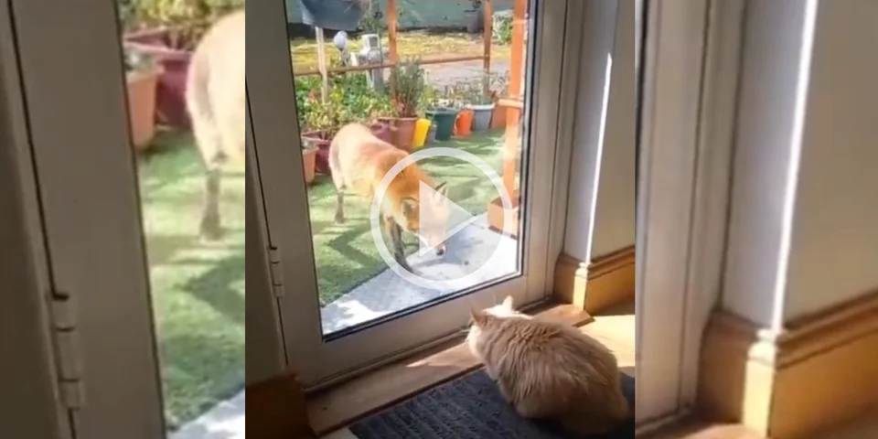 [Vidéo] Un chat surprend un renard qui fait un sacré bond en arrière