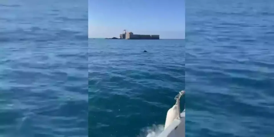 sanglier au large du cap d'agde