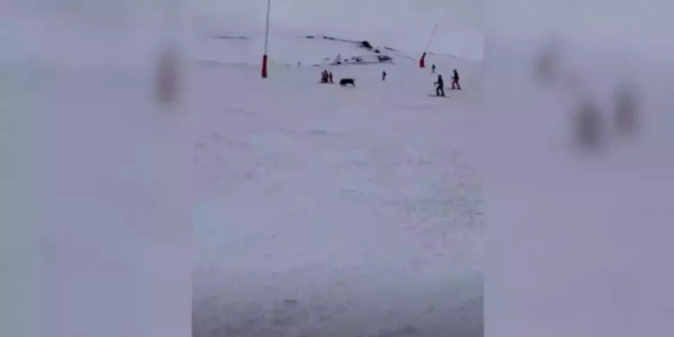 un sanglier au milieu des skieurs dans les Pyrénées