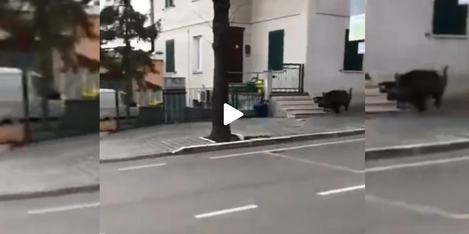 [Vidéo] Un sanglier passe au pas de course dans les rues Italiennes