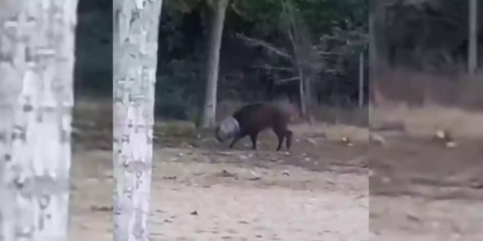un-sanglier-avec-un-seau-coince-sur-la-tete