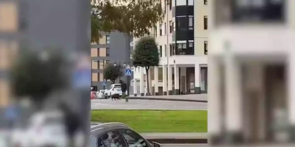 Un sanglier charge des passants