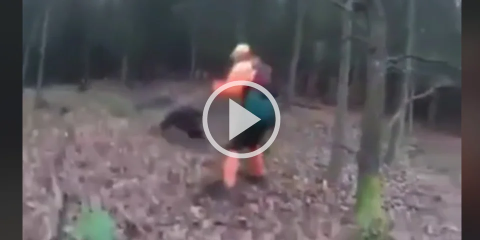 [Vidéo] Un sanglier charge un traqueur et termine sa course dans un arbre