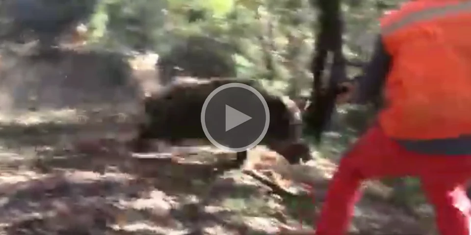[Vidéo] Un sanglier charge droit vers un chasseur en pleine battue