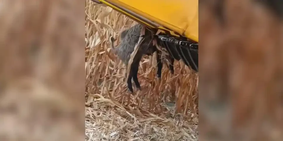 un sanglier coincé dans une moissonneuse