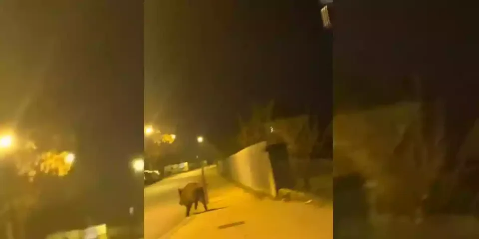 un-sanglier-dans-les-rues-de-Murzillac