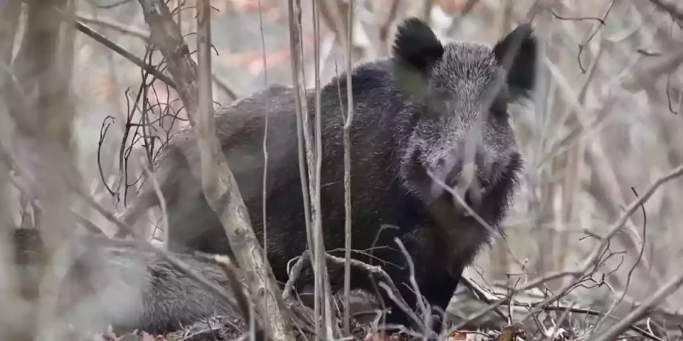 [Vidéo] Un sanglier intrigué par la présence d’un photographe en forêt