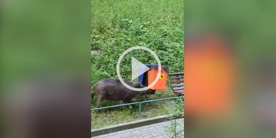 [Vidéo] Un sanglier expert en démontage de poubelles