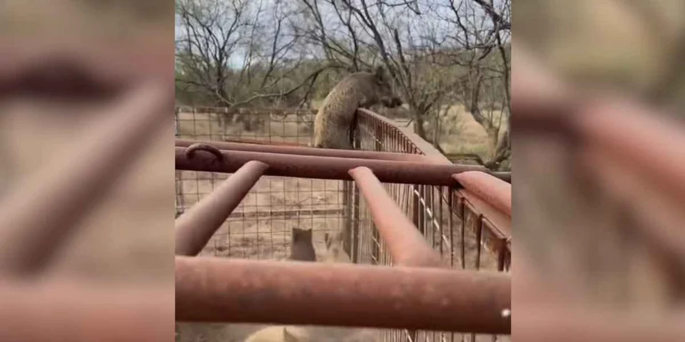 [Vidéo] Un sanglier grimpeur parvient à s’enfuir d’un piège