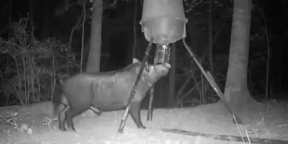 un sanglier fracasse un agrainoir