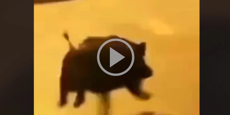 [Vidéo] Un sanglier passe au travers d’un portail à une vitesse hallucinante