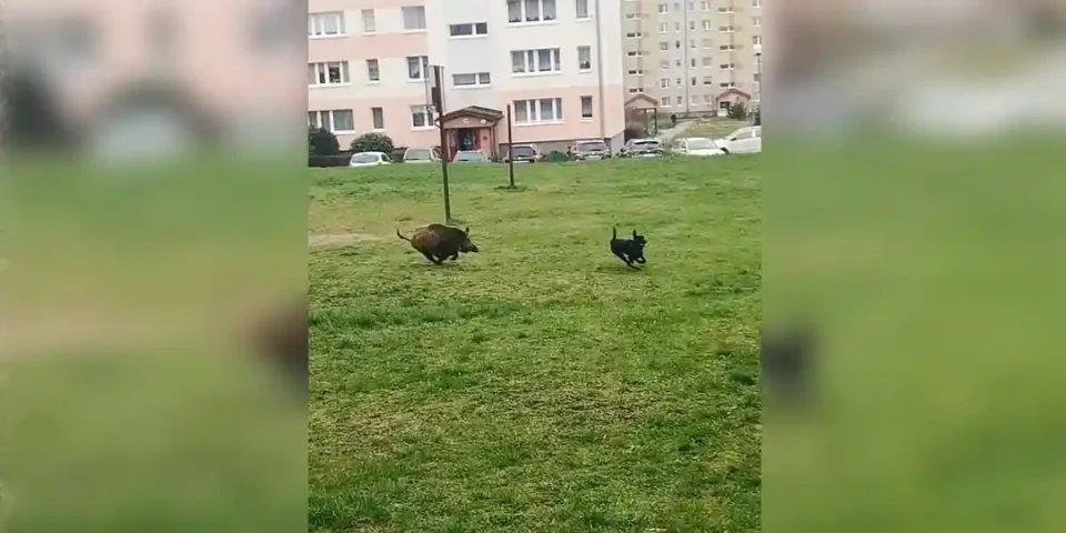 un sanglier poursuit un chien
