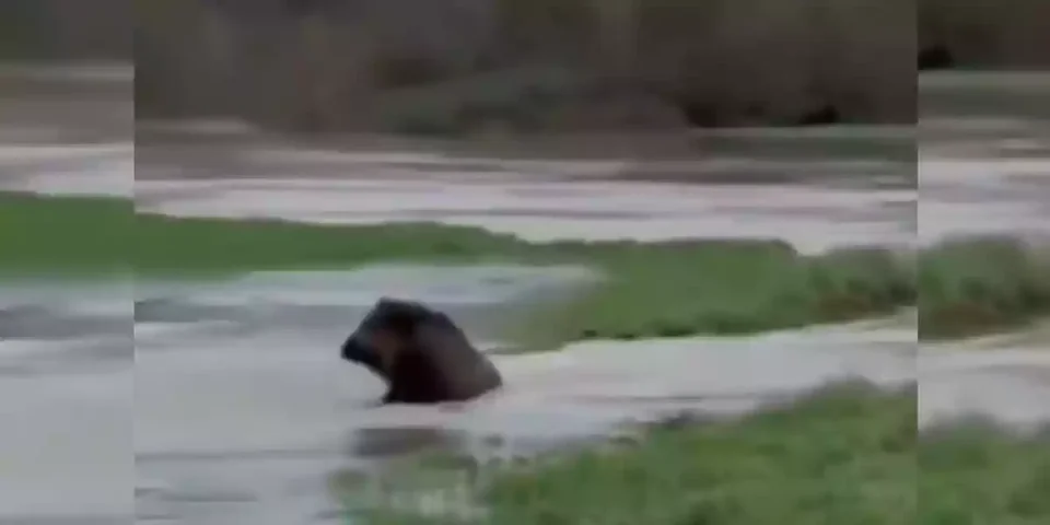 un sanglier se laisse surprendre par un trou d'eau