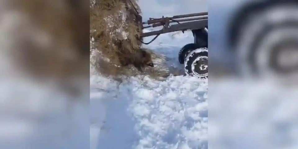 un sanglier sous un énorme tas de foin