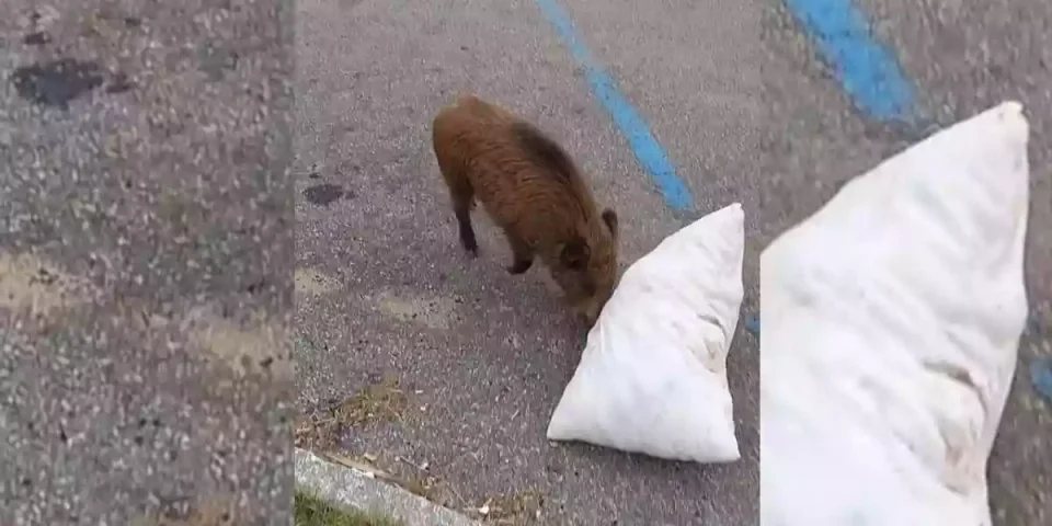 un-sanglier-vs-oreiller