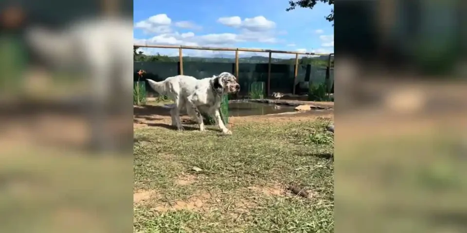 un setter s'entraine à se mettre à l'arrêt