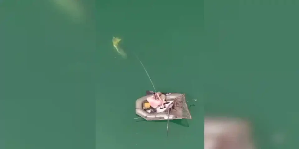 un silure attaque une carpe