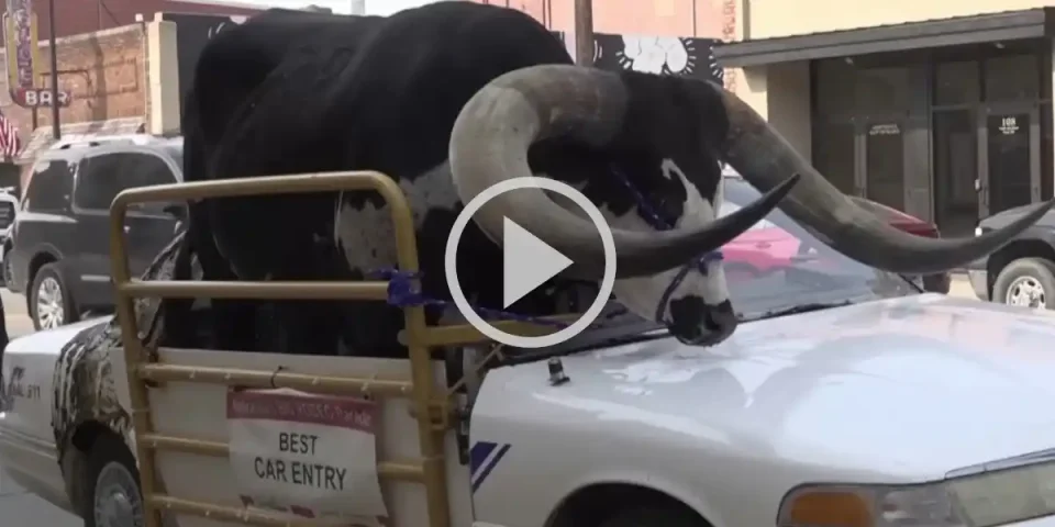 [Vidéo] Un automobiliste américain arrêté par la police avec un taureau d’une tonne dans sa voiture