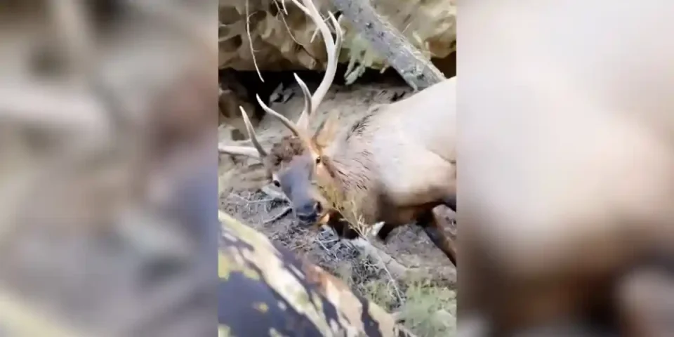 Un wapiti vient renifler un chasseur
