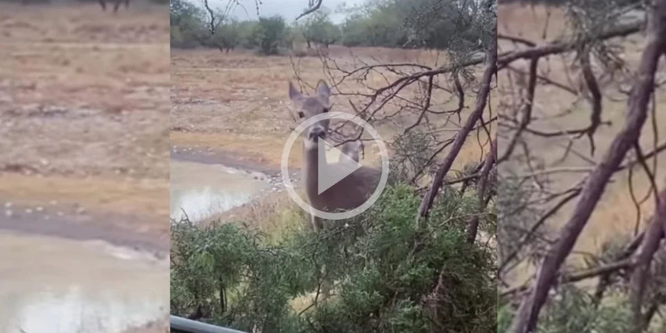 [Vidéo] Quand tu pars chasser le canard mais que ça ne se passe pas comme prévu