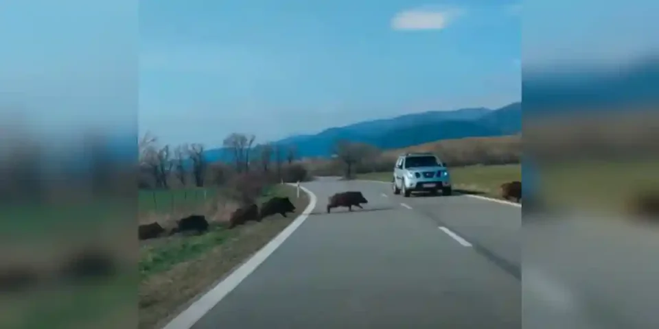 Une compagnie de sangliers traverse une route
