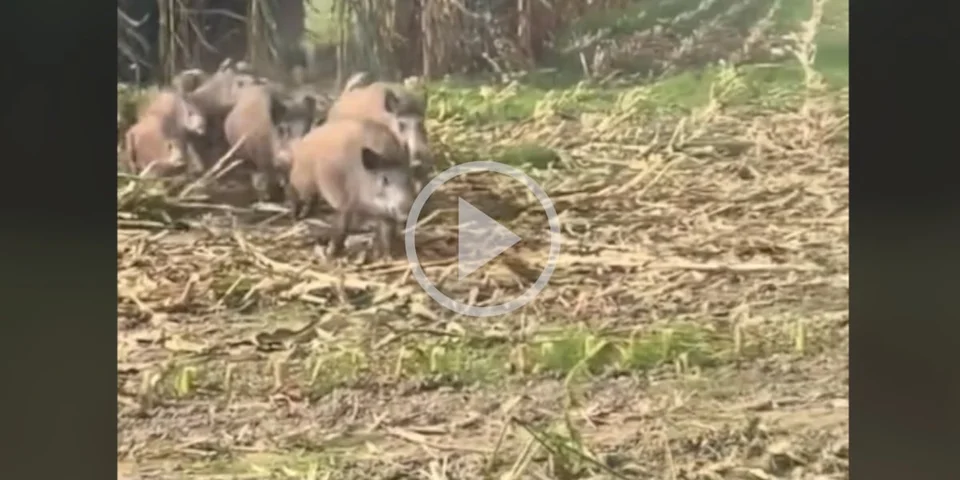 [Vidéo] Une compagnie de sangliers démarre de justesse devant une moissonneuse en bout de champ