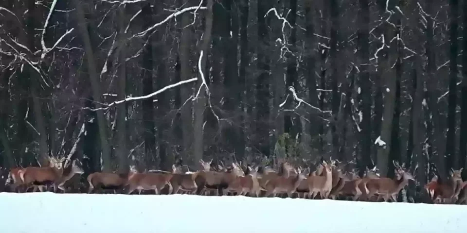 une-harde-sort-en-lisiere-de-foret