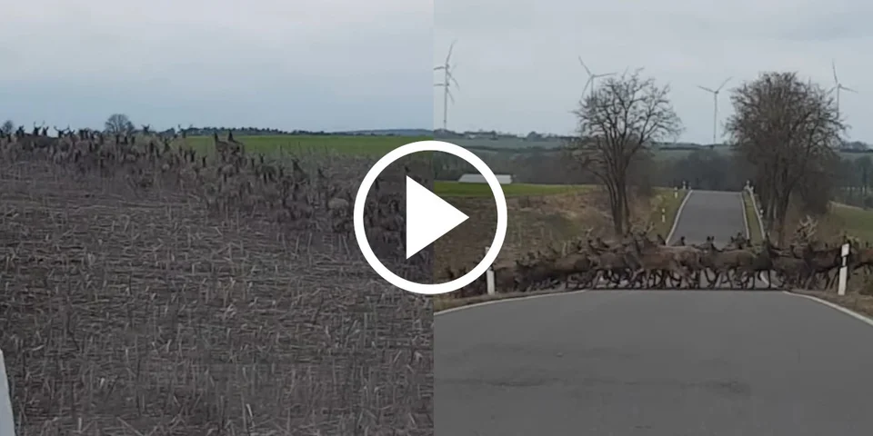 [Vidéo] Un conducteur fasciné par une harde de cervidés qui traverse devant sa voiture