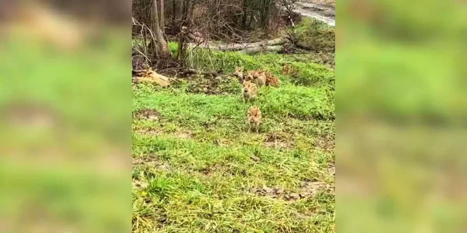 une troupe de marcassins déboule devant un chasseur