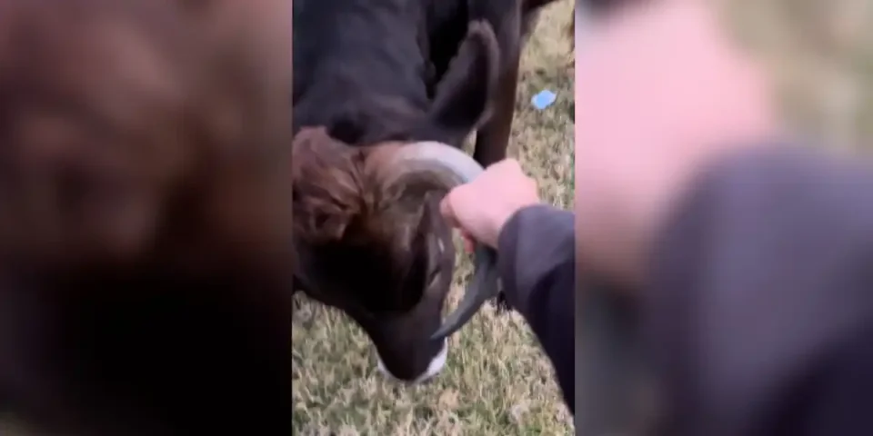 vache-vs-campeur