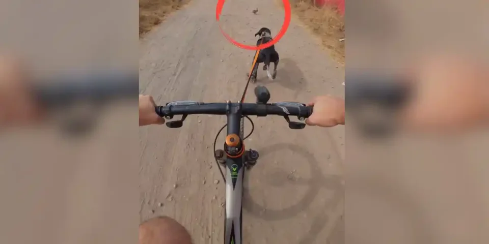 velo-chien-de-chasse
