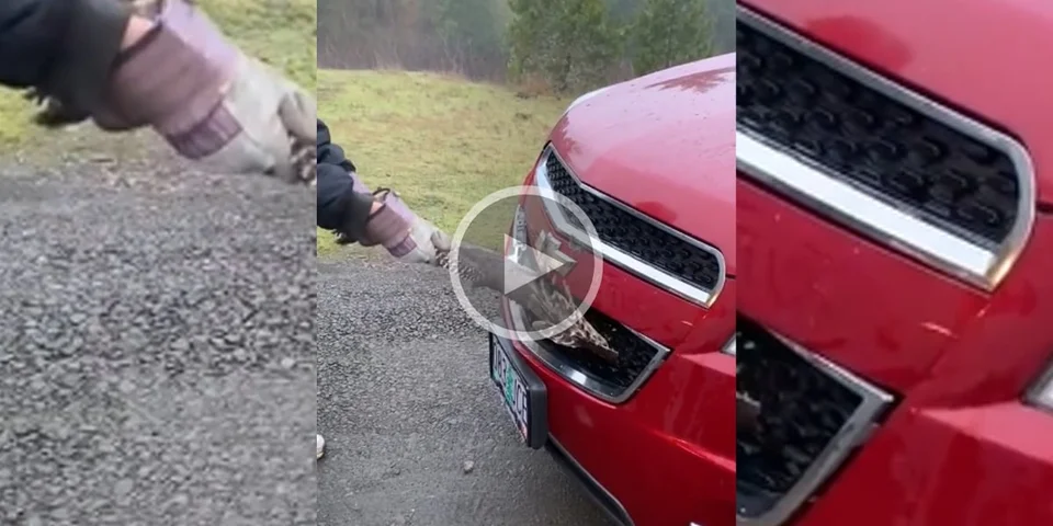 [Vidéo] Une dinde se coince dans sa calandre mais la fin de la vidéo est surprenante