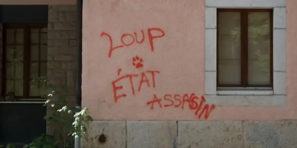 [Vidéo] Un documentaire qui revient sur la détresse des éleveurs face au loup en Suisse