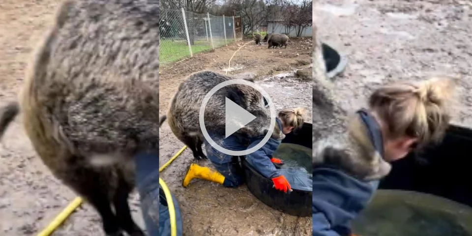 [Vidéo] La vidéo très malsaine d’une animaliste anti-chasse avec un sanglier