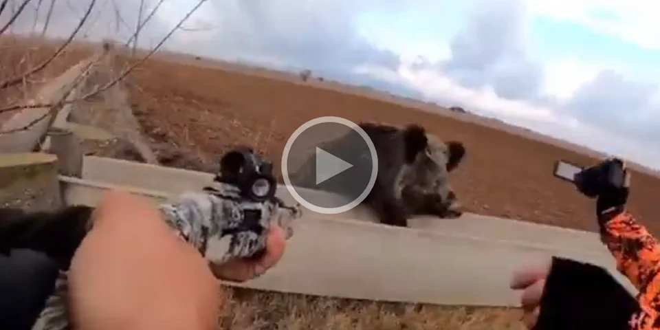 [Vidéo] Un sanglier se jette sur un chasseur et son accompagnant