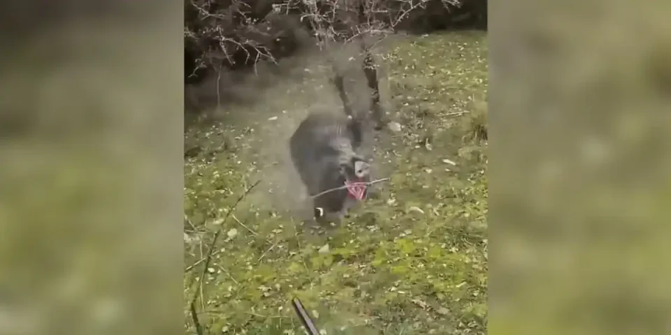 violente charge sanglier