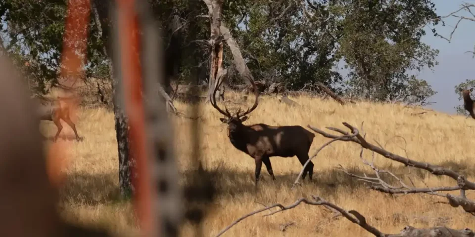 wapiti-a-larc