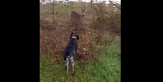 Vidéo : un chien de chasse « traumatisé » par un chevreuil !
