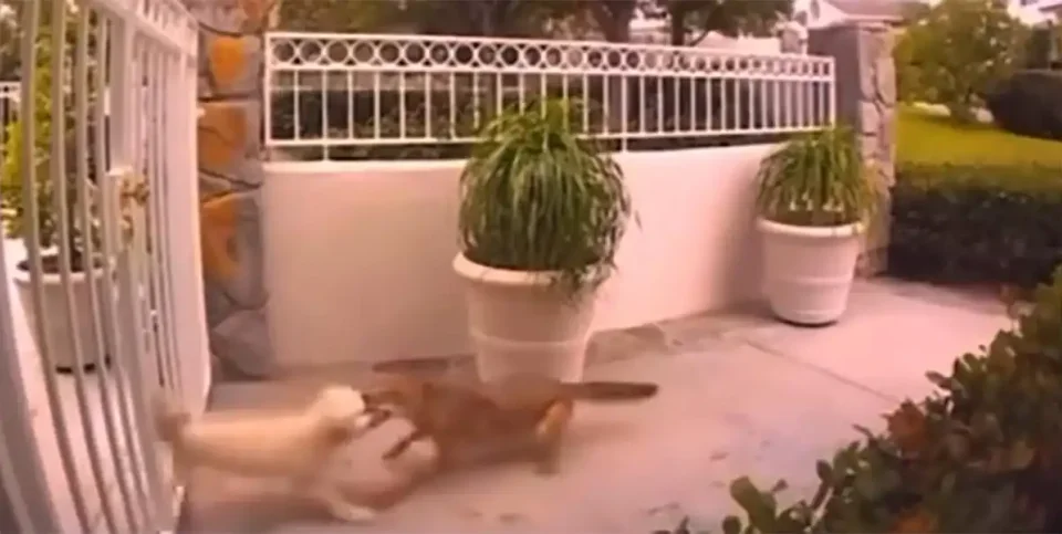 [Vidéo] Un canidé sauvage emporte un chien de compagnie à travers un portail
