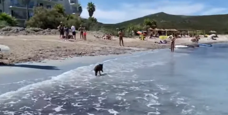 Un marcassin en balade sur une plage Corse