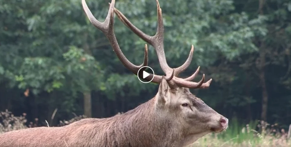 Vidéo : sublime court métrage sur les cervidés de la forêt de Bercé (72)