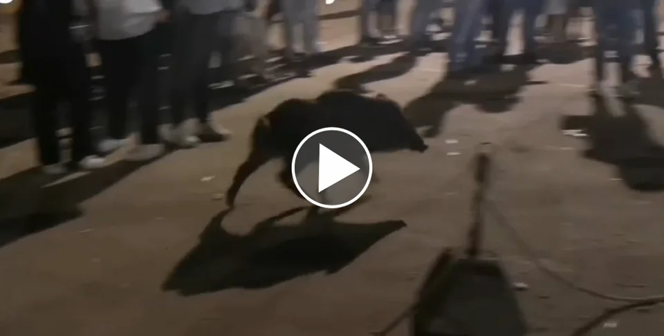 [Vidéo] 2 sangliers s’invitent à une fête de village