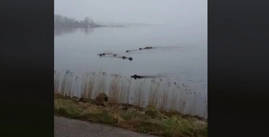 Vidéo : une belle troupe de sanglier qui sort de l’eau