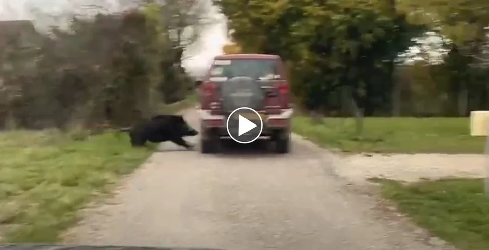 [Vidéo] Un sanglier charge violement un 4×4 !