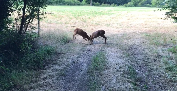 Vidéo : combat de chevreuil